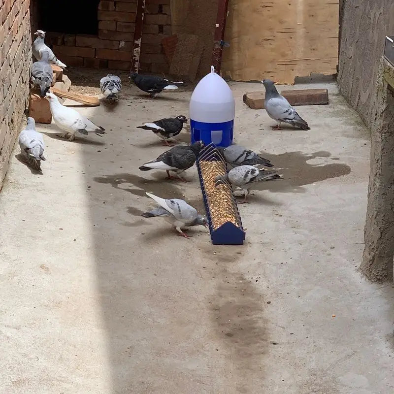 Thickened Bird Pigeon Feeder Trough Chicken Food Fountain Chick Zpaxo