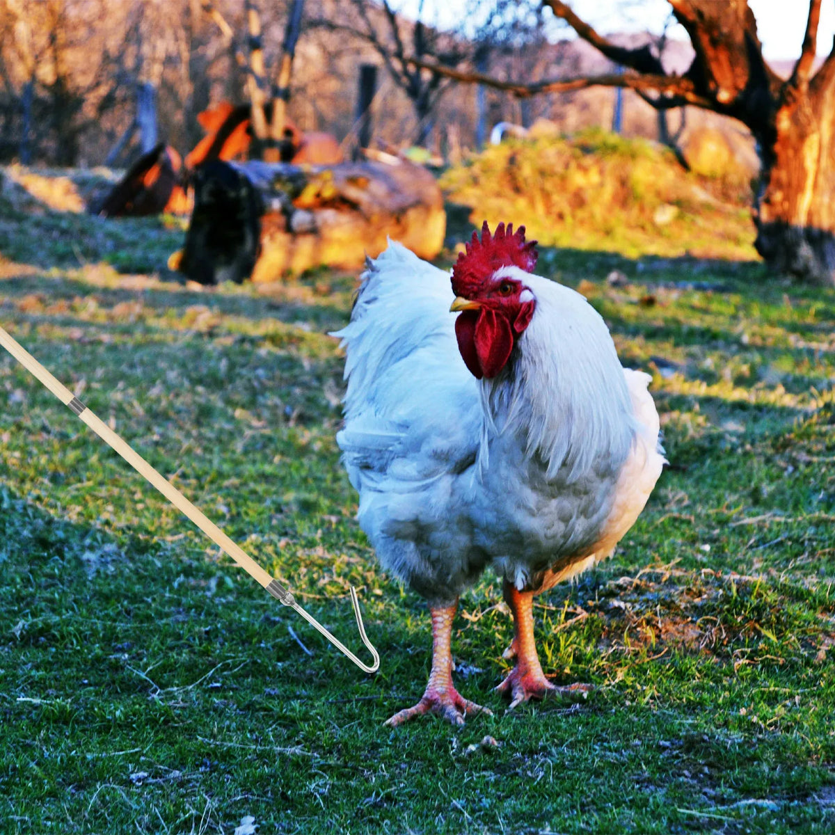 Professional Chicken Catcher Hook Rod Chickens Ducks Geese Quick Zpaxo