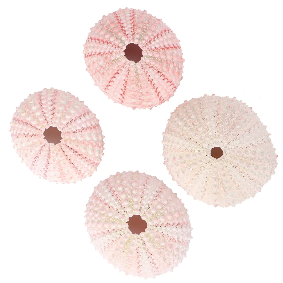 Sea Urchin Shells Creative Pineapple Plant Pots Natural Air Holders Zpaxo