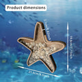 Seashell Holder Display Box Clear Starfish Shaped Case Collection Zpaxo A China Mainland