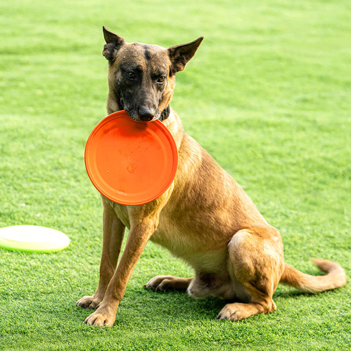 Wear-resistant Dog Disc Interactive Portable Multi-function Flying Zpaxo