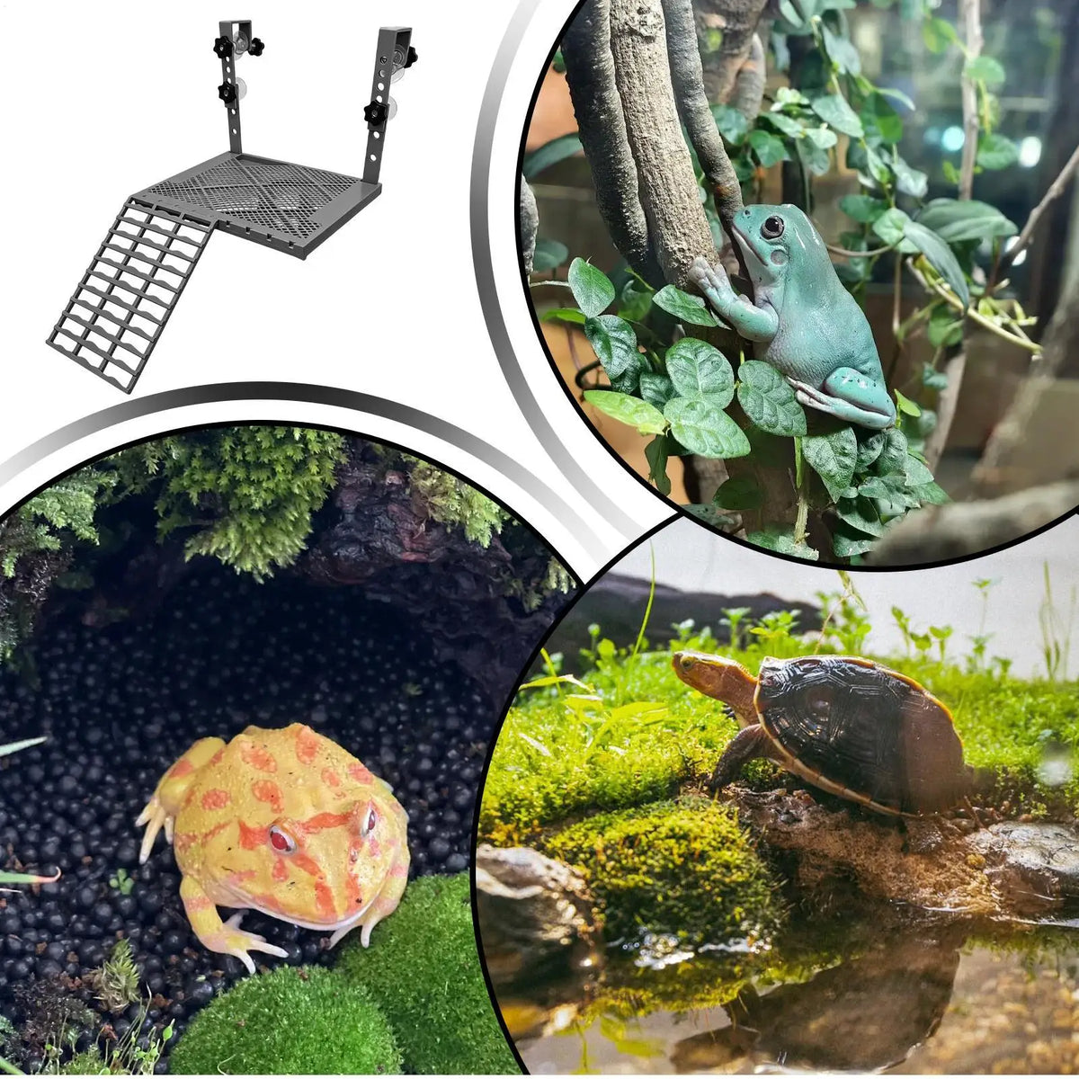 Turtle Basking Area Non-slip Resting Ramp Decoration Food Tank Zpaxo China Mainland