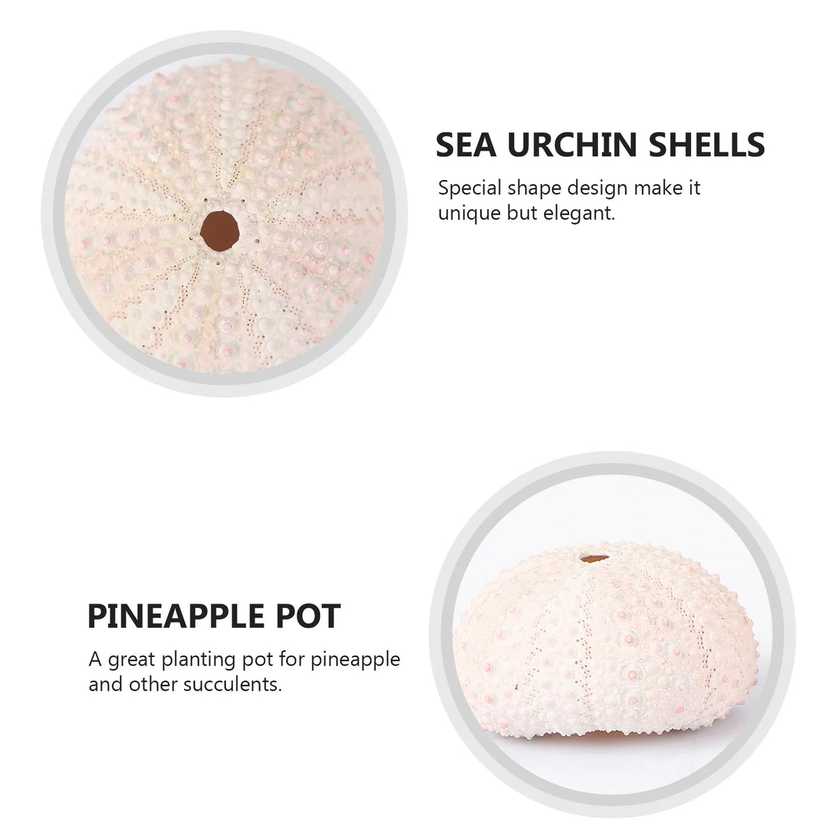 Sea Urchin Shells Creative Pineapple Plant Pots Natural Air Holders Zpaxo