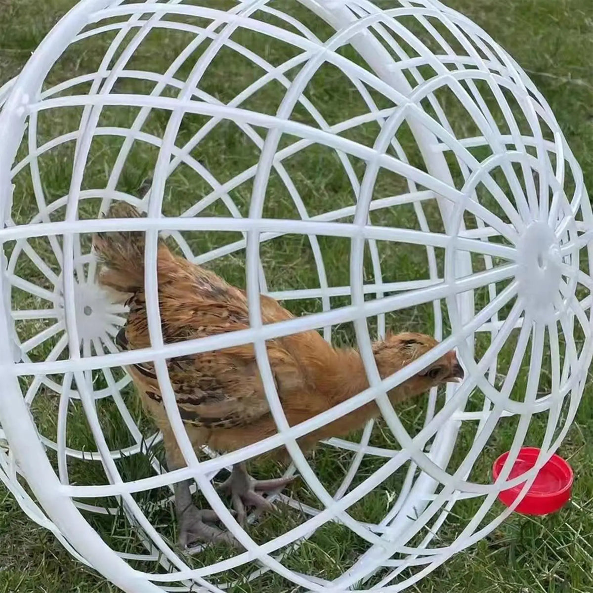 Spherical Chicken Ball Cage Outdoor Rolling Exercise Pen Safe Range Zpaxo