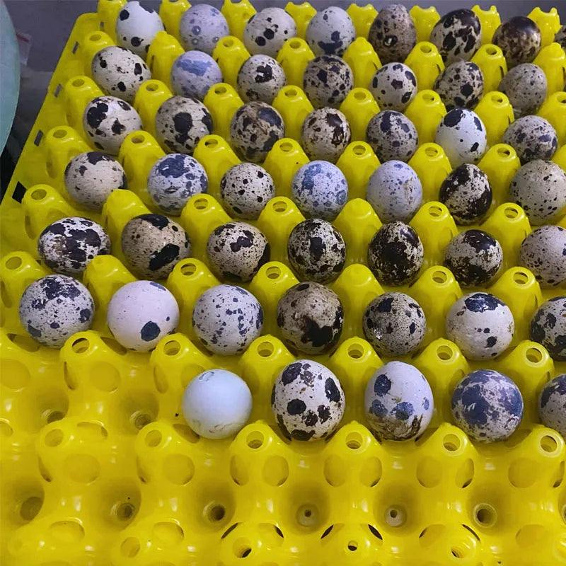 Plastic Quail Egg Tray Pigeon Holder Bird Crate Dividers Storage Zpaxo