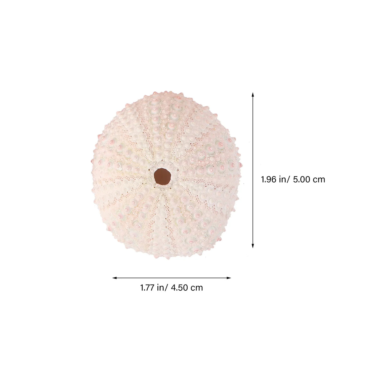 Sea Urchin Shells Creative Pineapple Plant Pots Natural Air Holders Zpaxo